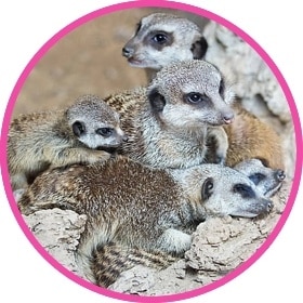 A cute meerkat baby surrounded by its meerkat family.