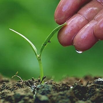 little plant and a hand