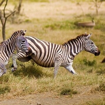 zebras running in a field