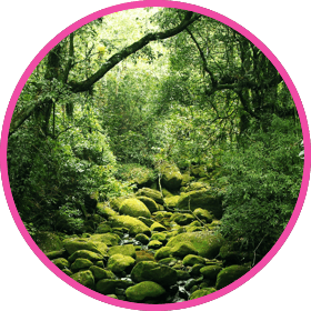 a trail through a green forest
