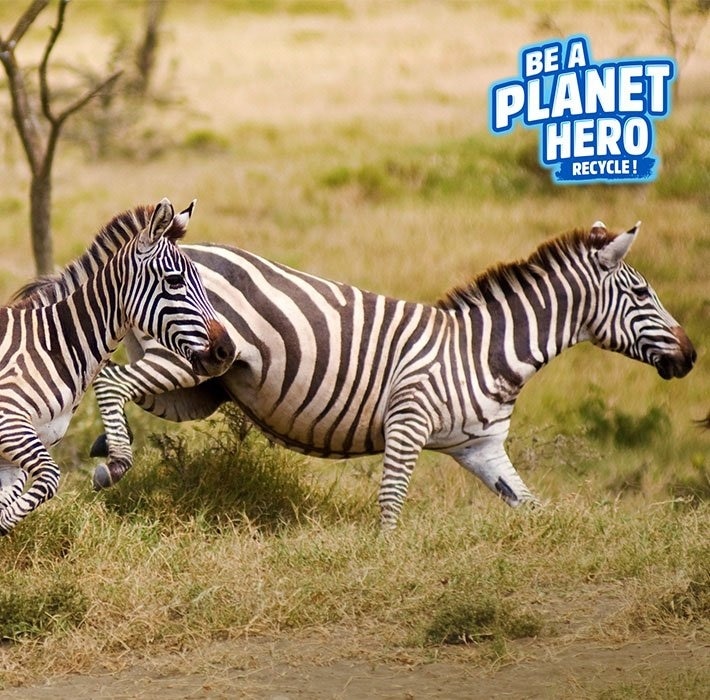 running zebras