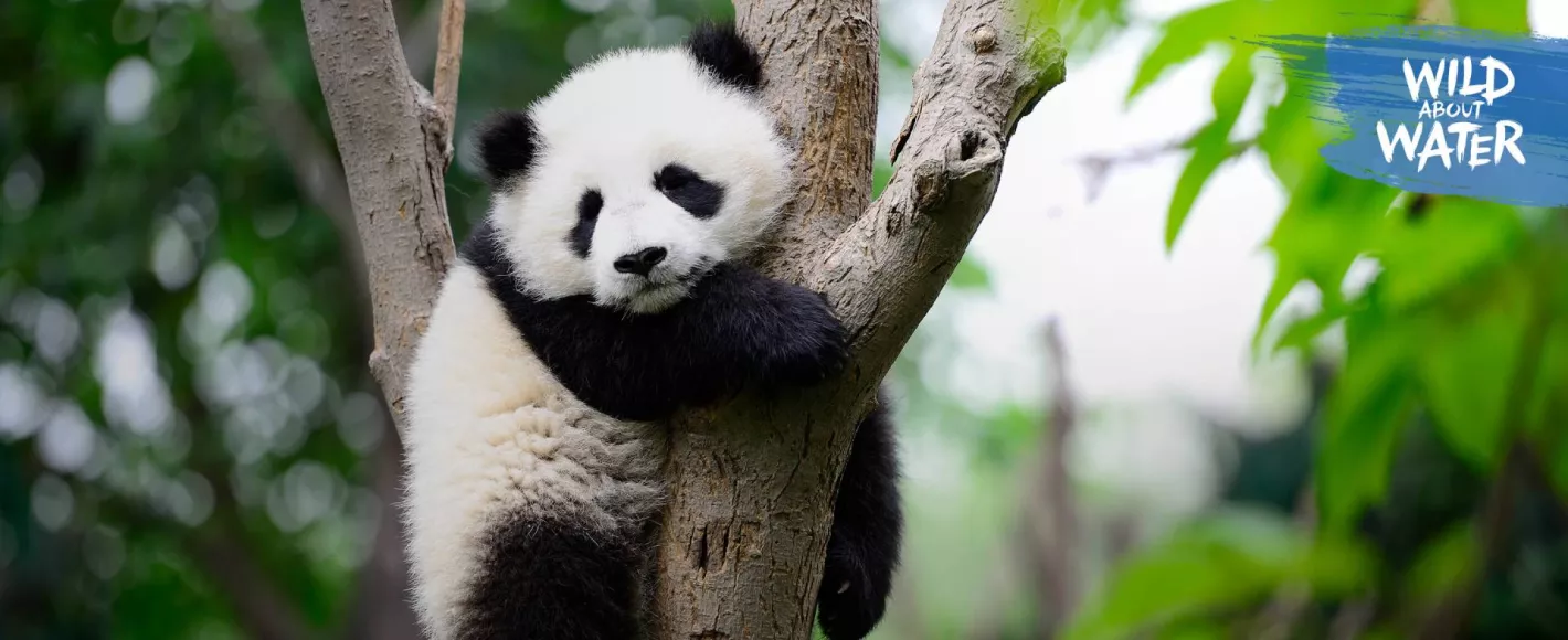 Panda sitting in a tree