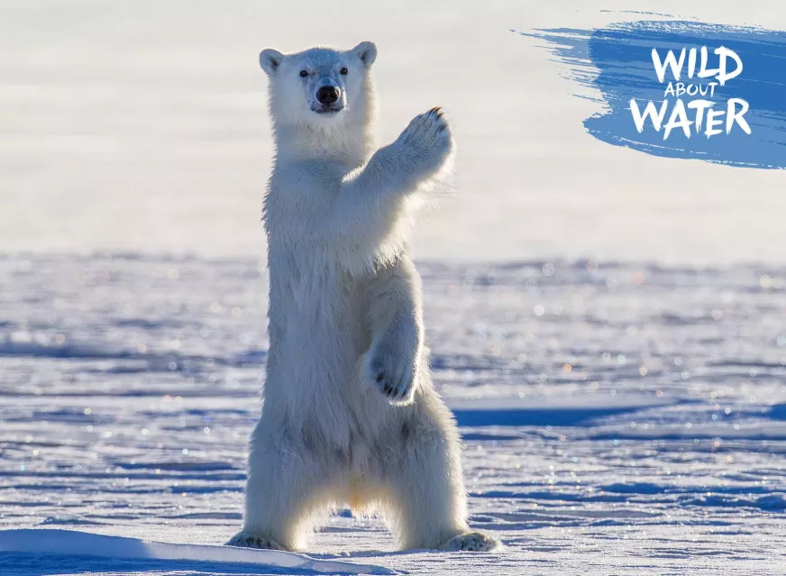 polar bear standing in its natural habitat