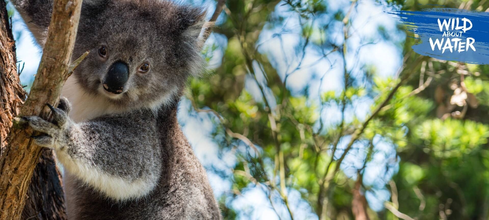 Koala in a tree