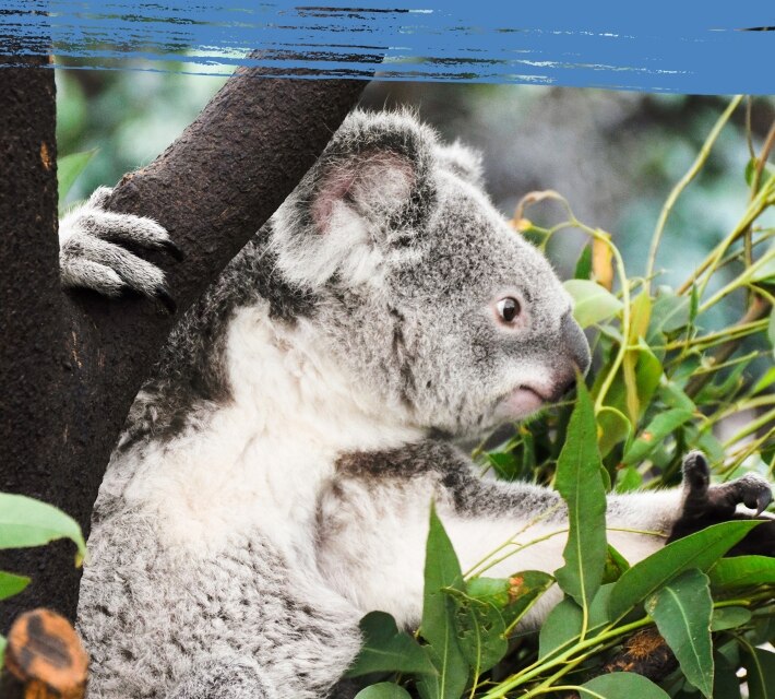 Koala bear on a tree reaching for eucalyptus