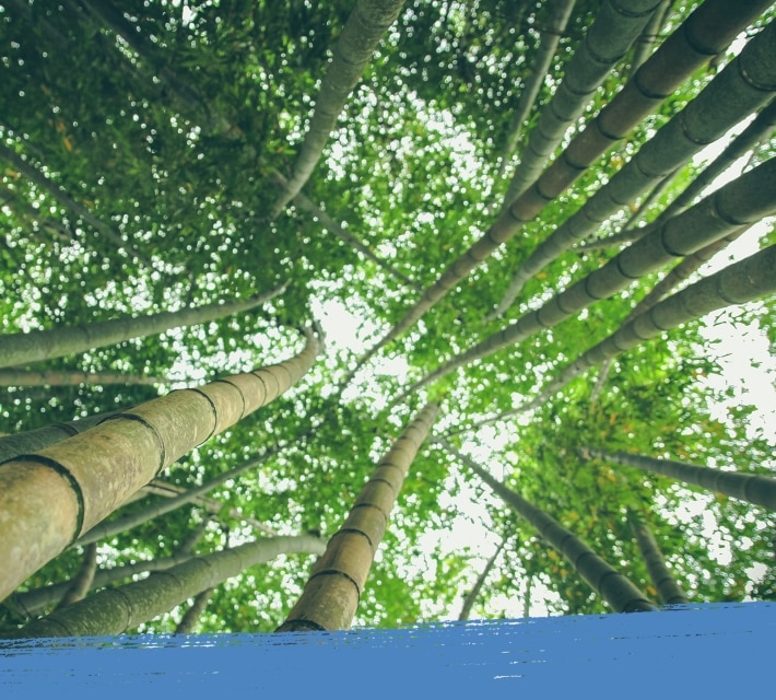 Bamboo trees in a bamboo forest