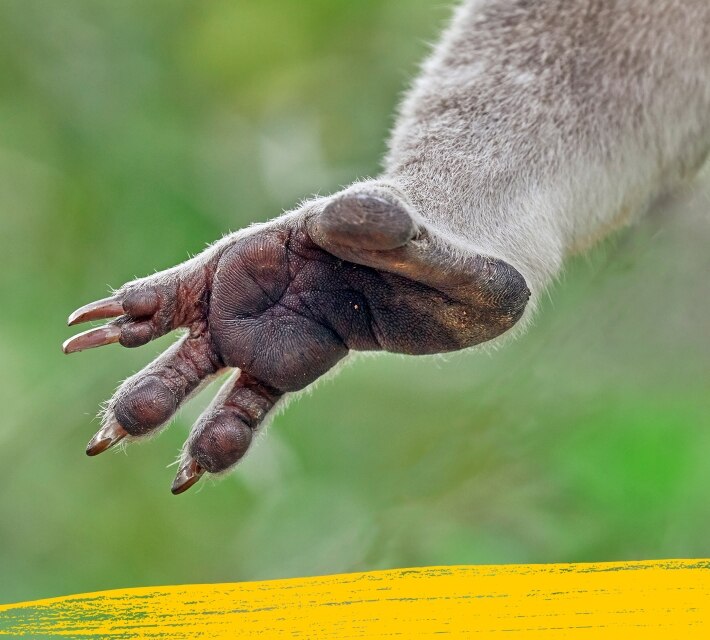 A furry koala paw with four fingers