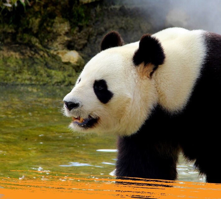 A giant panda near a small pond