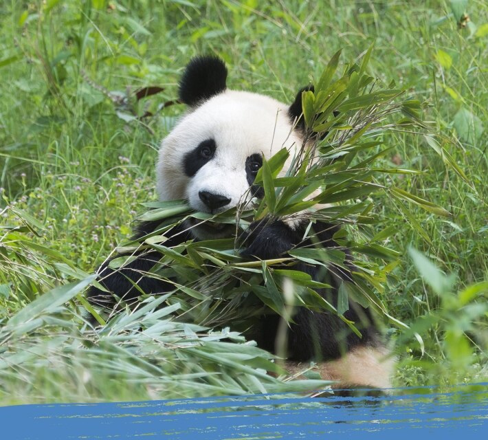 A black and white giant panda enjoys eating his favourite food