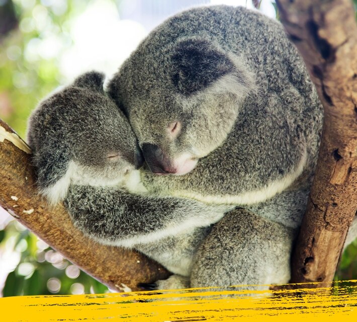 Sleepy koala - a mother koala with baby sleeping on a tree