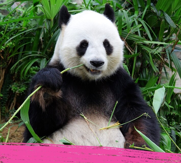 A giant panda chewing on his favourite food bamboo