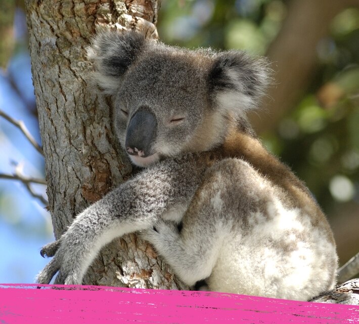 A koala hugging a tree in its natural habitat in Australia