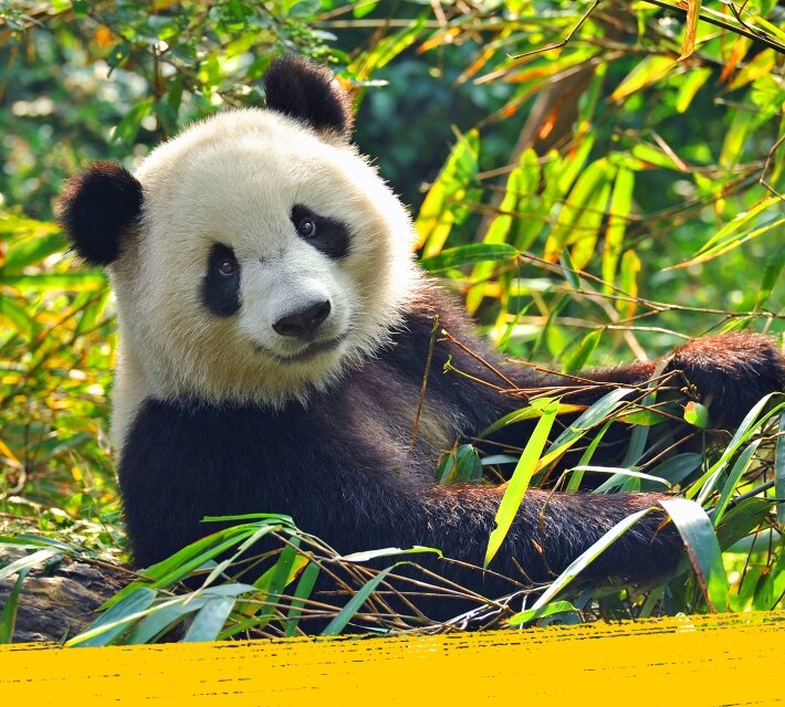 A cute panda relaxing in the wilderness 