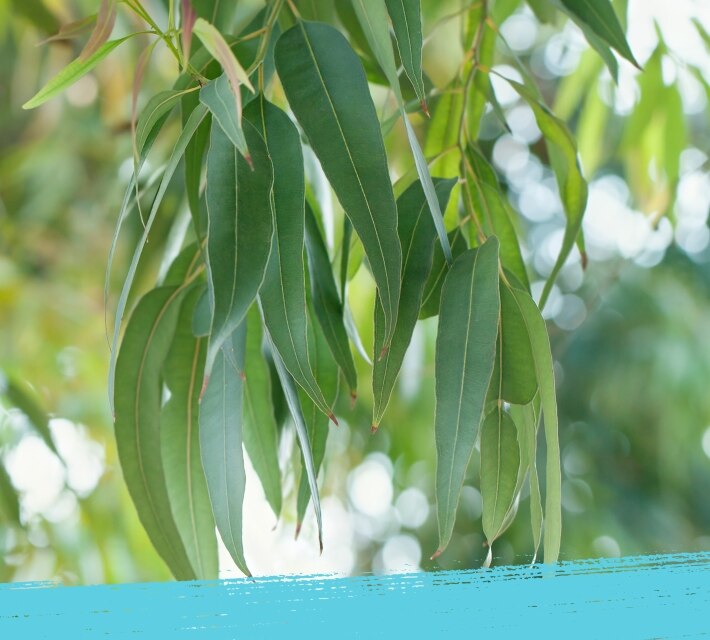 Lush green eucalyptus leaves hanging from a tree in Australia