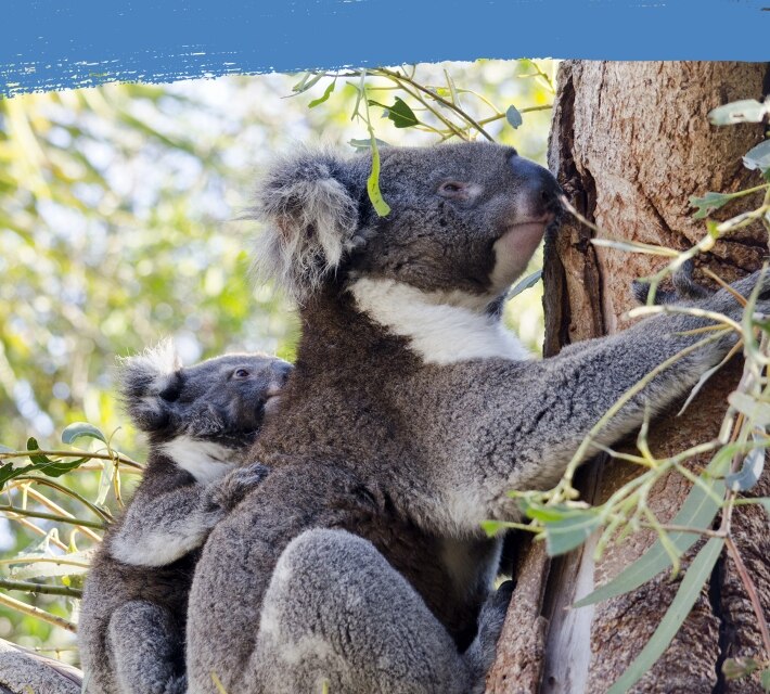 A koala bear mother with baby eating eucalyptus in a tree