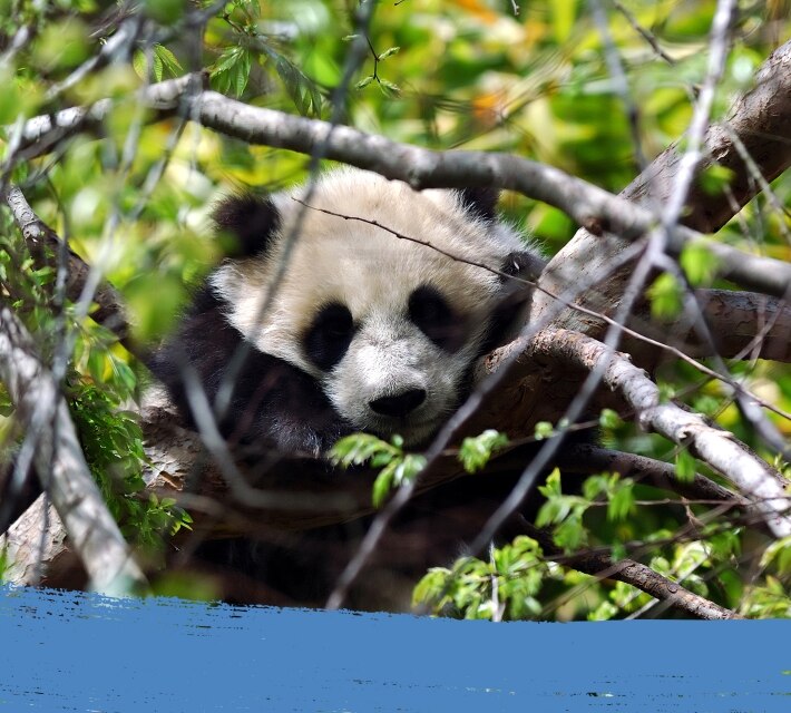 A sleeping panda on a tree in the wilderness