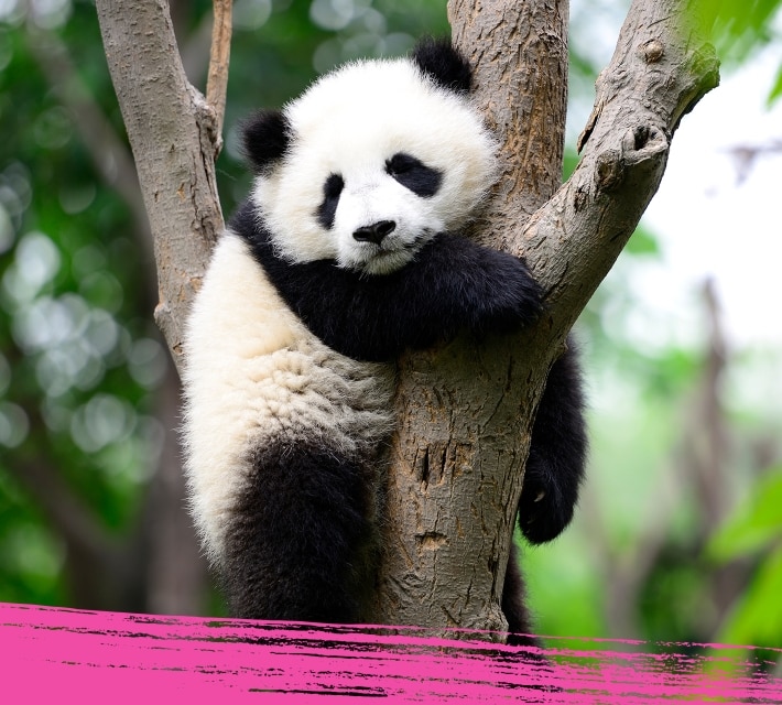 A giant panda is hugging a tree in its natural habitat