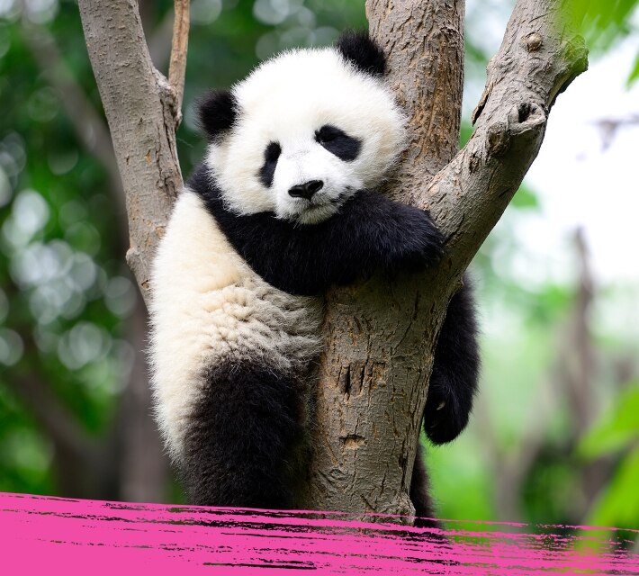 A giant panda is hugging a tree in its natural habitat