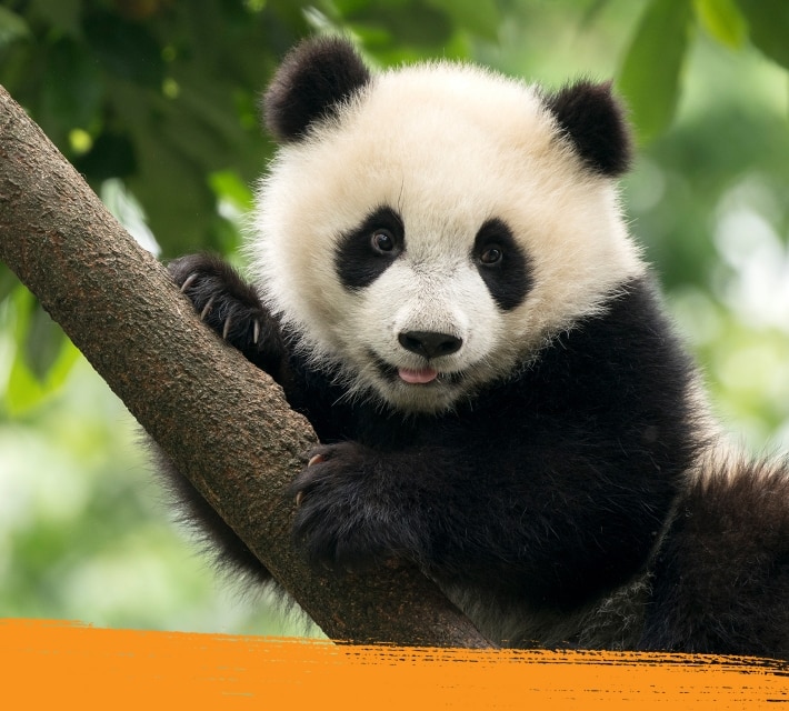 A giant panda relaxing on a tree in the wilderness