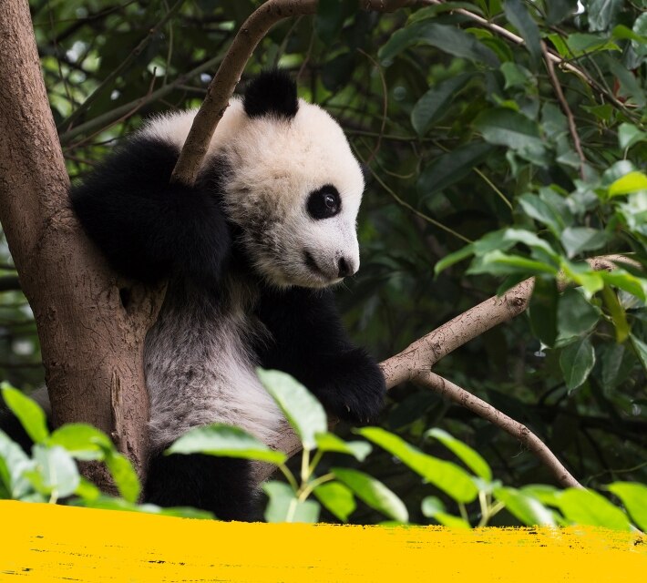 Black and white panda looking down from a tree in his natural habitat