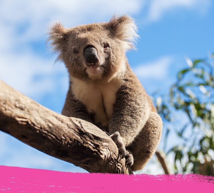 Image of a koala bear balancing on a tree ranch
