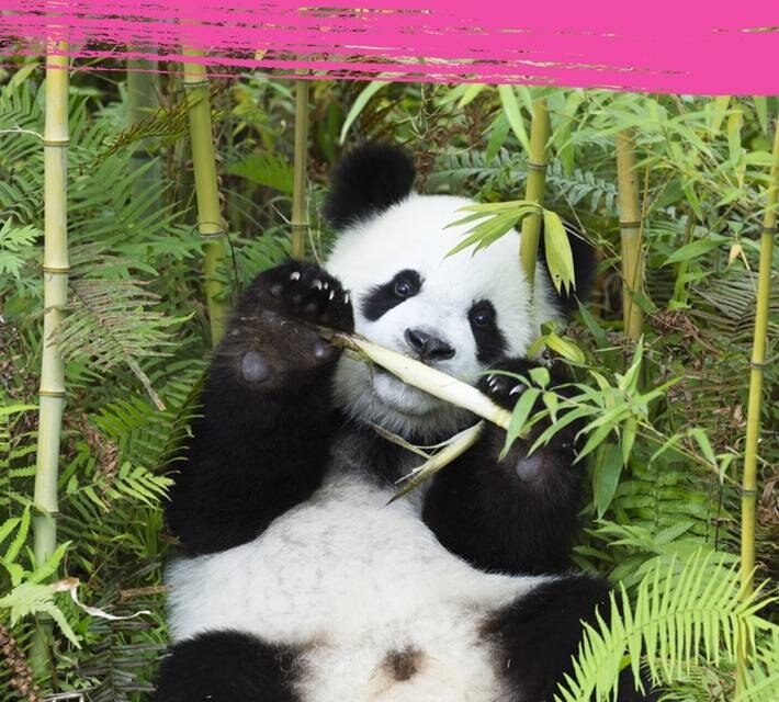 Panda eating bamboo in its natural habitat.