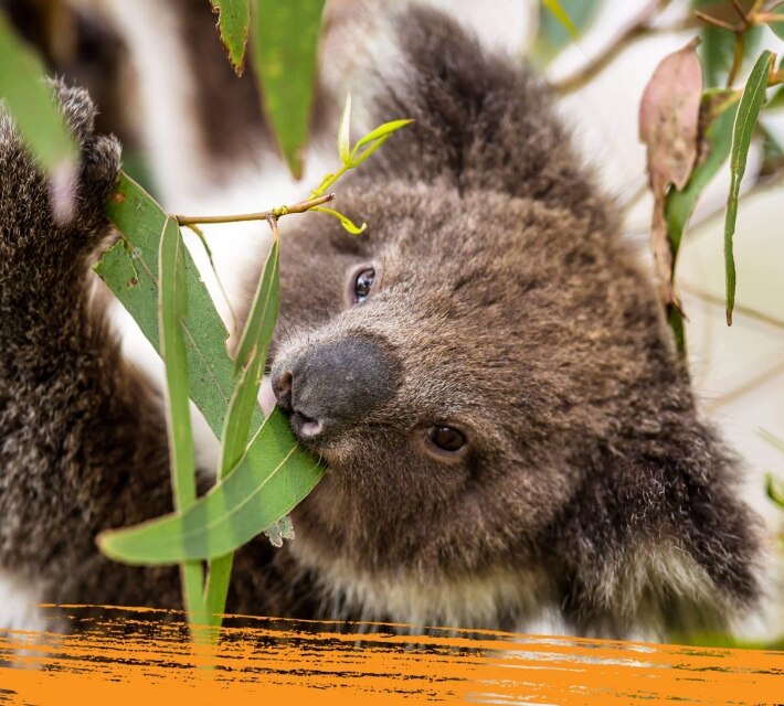 Close up of a koala eating eucalyptus
