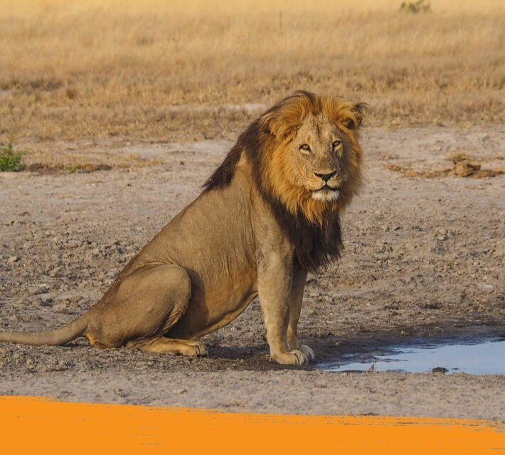 Lion standing in the middle of the savanna