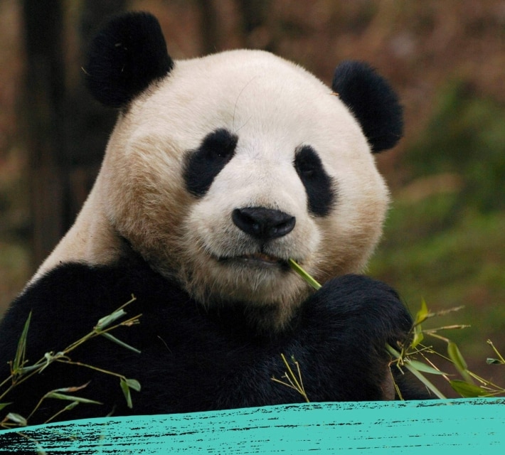 A black and white giant panda chewing on bamboo