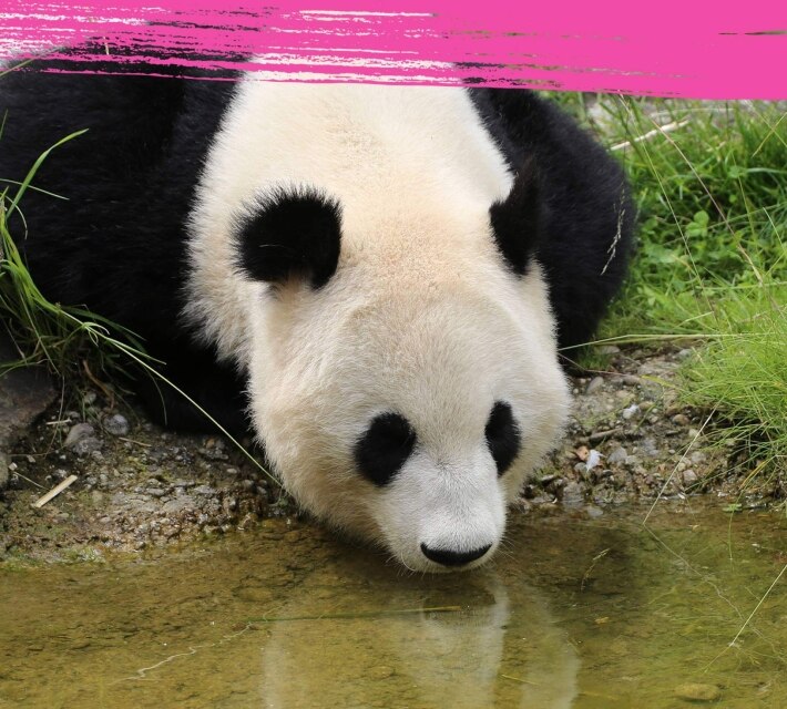 A giant panda drinking water from a small pond. 