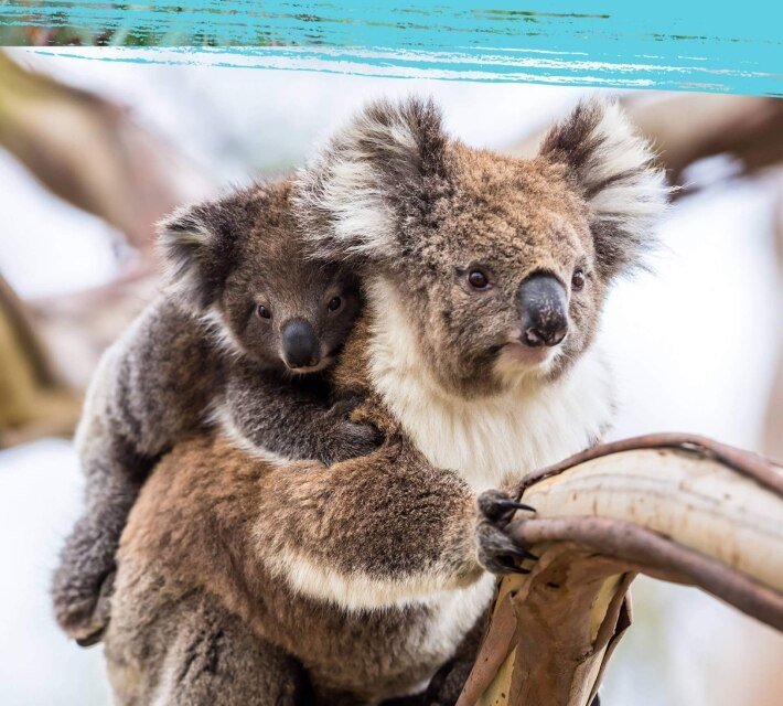 Sleepy koala - a mother koala with baby sleeping on a tree
