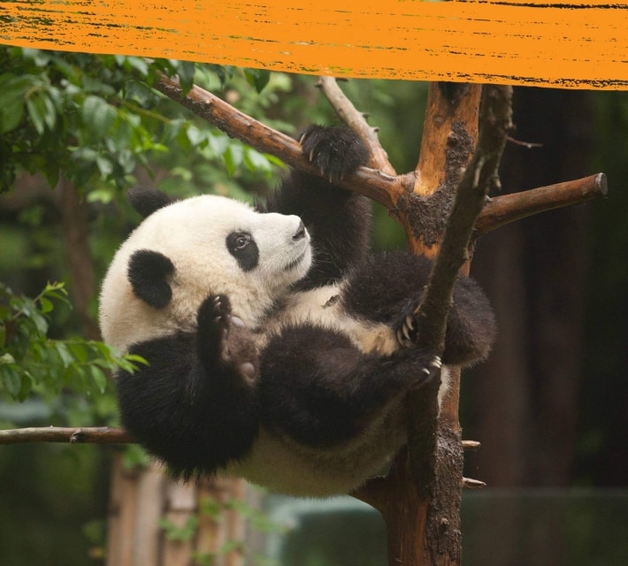 A black and white giant panda is climbing a tree in its natural environment