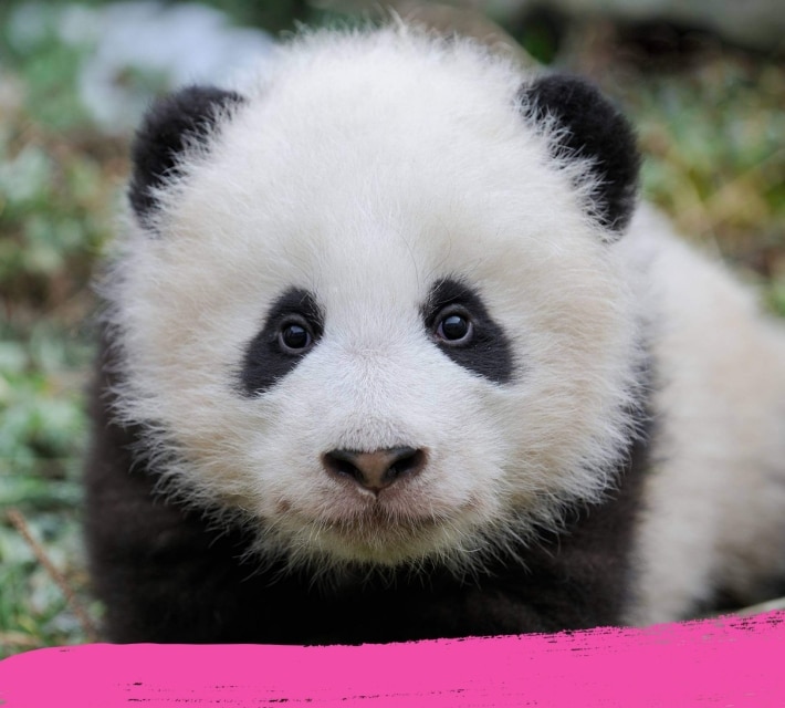 A cute panda cub looking into the camera
