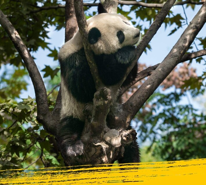 A giant panda sleeping in a bamboo tree