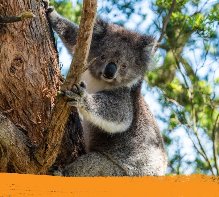 A curious koala in its natural habitat in Australia