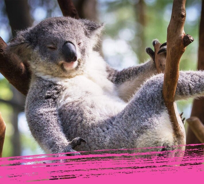 Cute fluffy koala relaxing in a tree in Australia