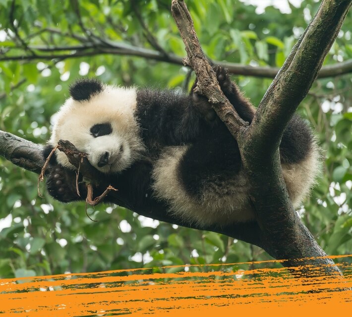 Black and white giant panda hanging from a tree in his natural habitat