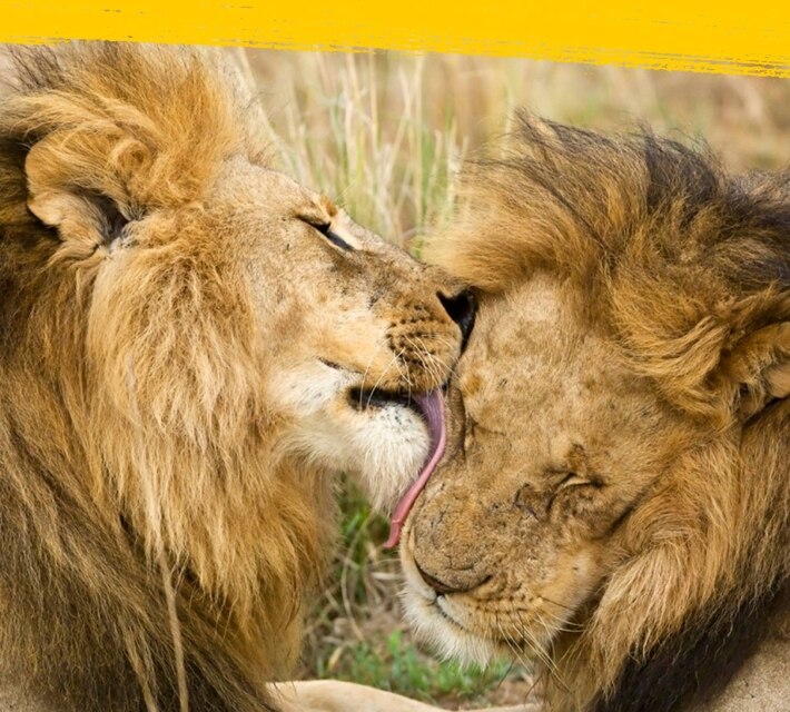 Two lions licking each others