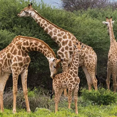 Giraffes