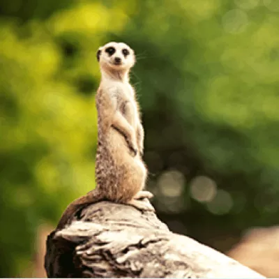 Meerkat