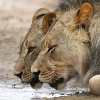 Lions