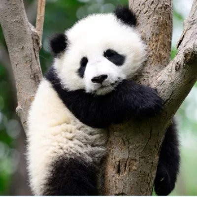 Pawsome pandas!