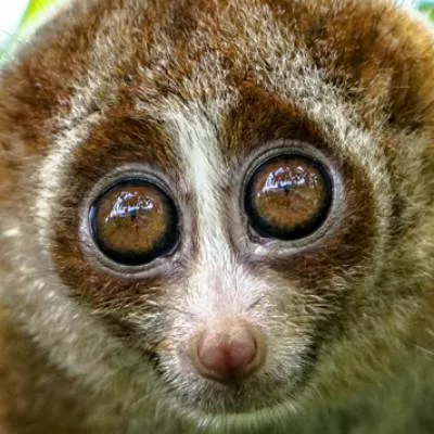 Super slow loris